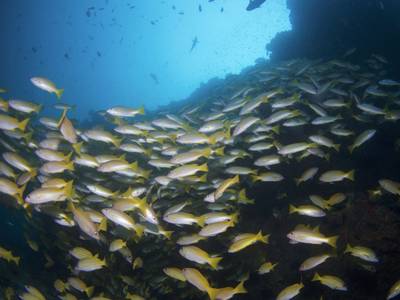 Biyadhoo Island Resort