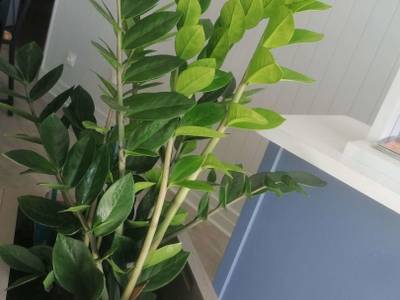 Kyriad Direct Saintes