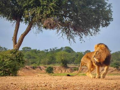 Kapama Southern Camp