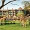 Disney´s Animal Kingdom Lodge