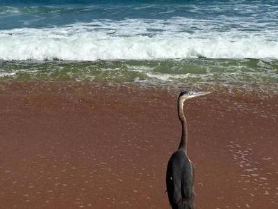 Coral Sands Inn & Seaside Cottages