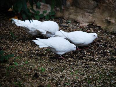 Jacobs Creek Retreat at Moorooroo Park
