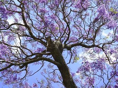 Sheraton Pretoria Hotel