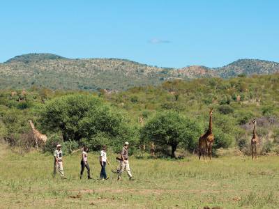 Madikwe Safari Lodge