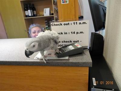 U Dvou Zlatych Klicu