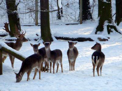 Goldner Loewe (Foto)