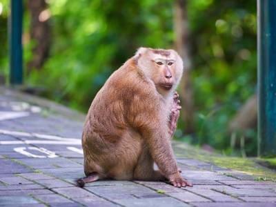 Blu Monkey Hub & Hotel Phuket