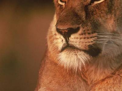 Chundu Island Victoria Falls