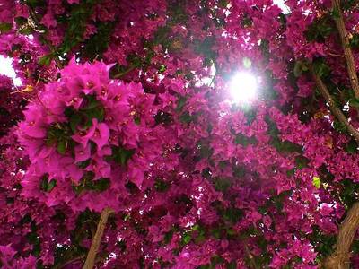 Adonis Hotel & Apartments