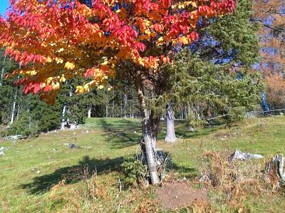 Neuwirt Ramsau am Dachstein