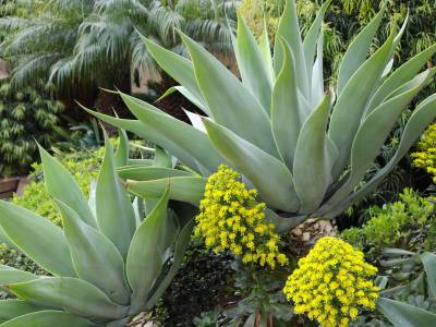 Best Western Plus South Coast Inn