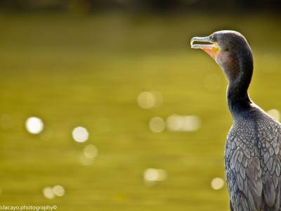 Natural Lodge Cano Negro