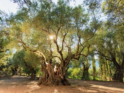 Alykes Park Bungalows & Apartments - Bild 1