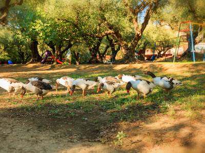 Alykes Park Bungalows & Apartments - Bild 1