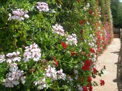 L'Olivara Villaggio - Bild 1