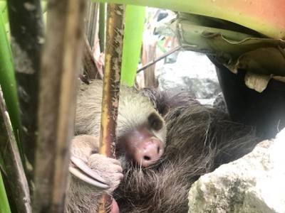 Hotel Aguas Claras Member of the Cayuga Collection - Bild 1