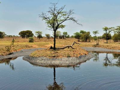 Safari Plains - Bild 1