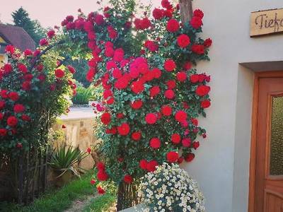 Tiefala's Eck - Bild 1