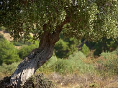 Hotel Kamari Beach - Bild 1