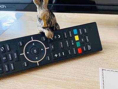 Cambrian House - Bild 1