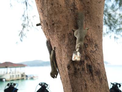 Perhentian Island Resort - Bild 1
