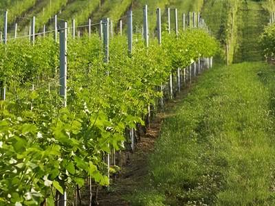 Genießerhotel Sattlerhof - Bild 1