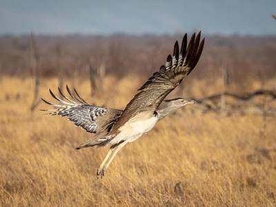 Tuningi Safari Lodge - Bild 1