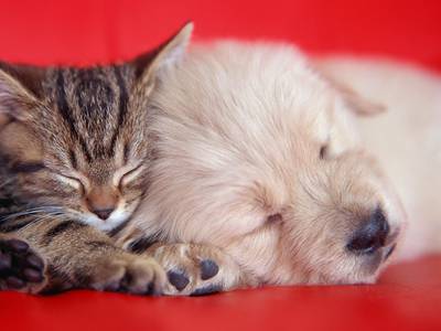 Tamarind Reef Resort Spa & Marina - Bild 1