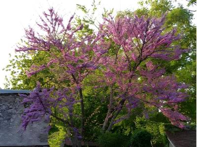 Hotel Le Relais Louis XI - Bild 1