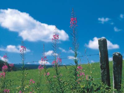 Romantik Landhotel Doerr - Bild 1