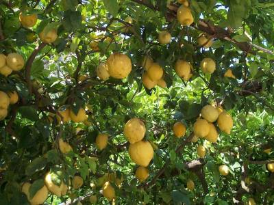 Tramonti Green - Bild 1