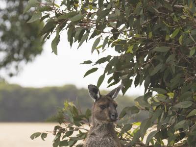 Sea Dragon Lodge & Villas - Bild 1