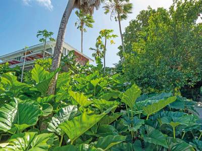 Plein Soleil - Bild 1