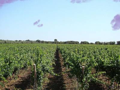 Masseria Bosco - Bild 1