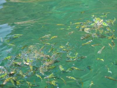 Mook Lamai Resort & Spa - Bild 1