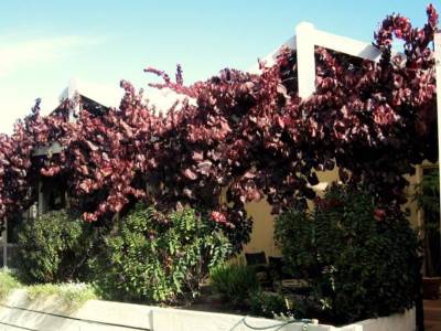 Bellevue Bed & Breakfast Mclaren Vale - Bild 1