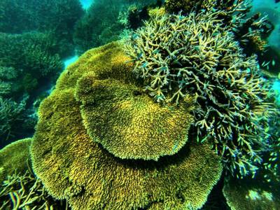 Season Paradise - Bild 1