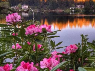 Cottage Lake Tree House Bed And Breakfast - Bild 1