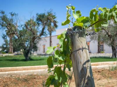 Tenuta Mose Charming House Relais - Bild 1