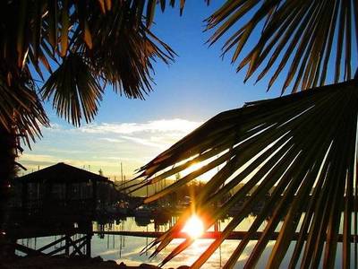 Magnolia Petal - Bild 1