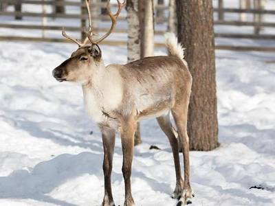 Arctic Fox Igloos - Bild 1